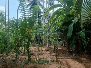 Land For Sale In Veyangoda