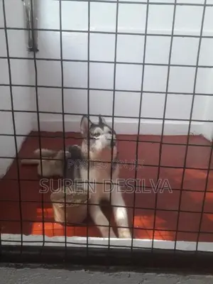 Husky Puppy
