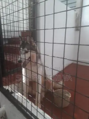 Husky Puppy