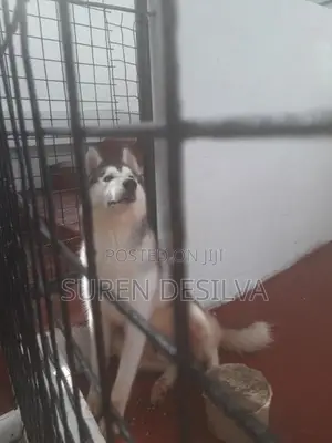 Husky Puppy