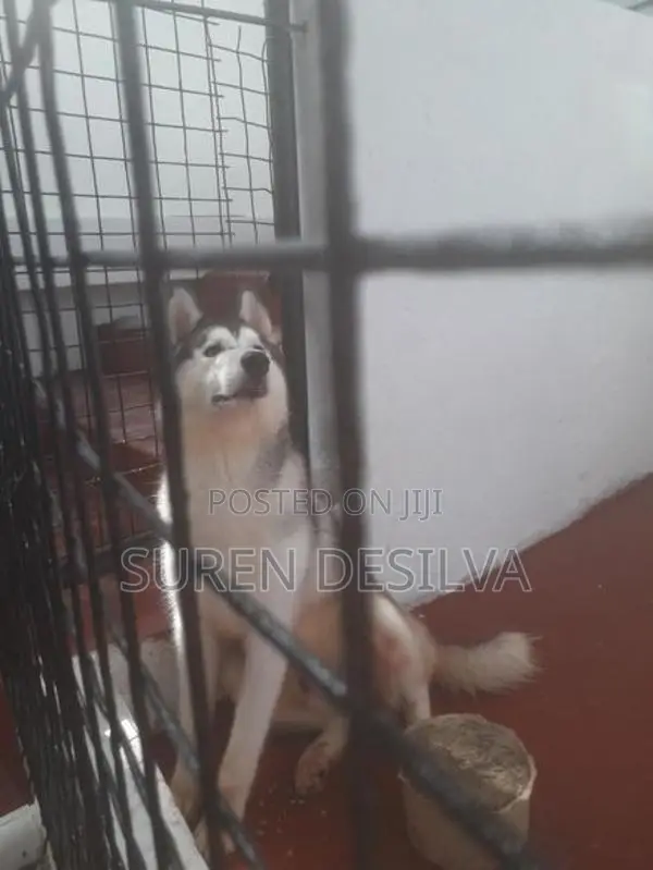Husky Puppy