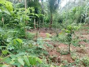 Land For Sale In Veyangoda