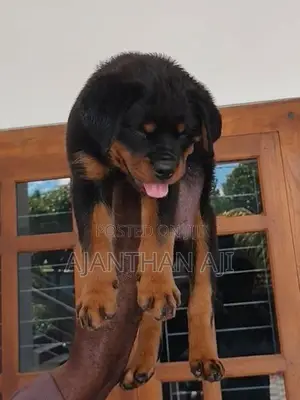 Rottweiler Male Puppy