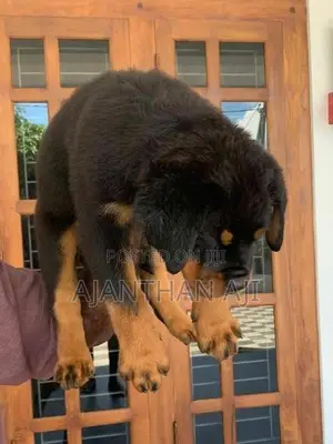 Rottweiler Male Puppy