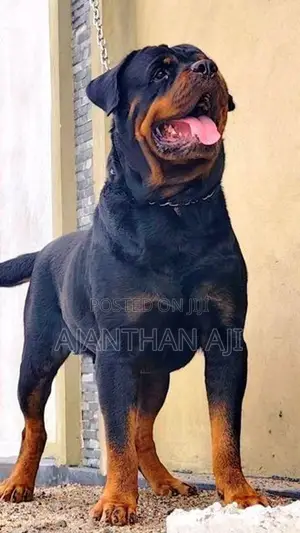 Rottweiler Male Puppy