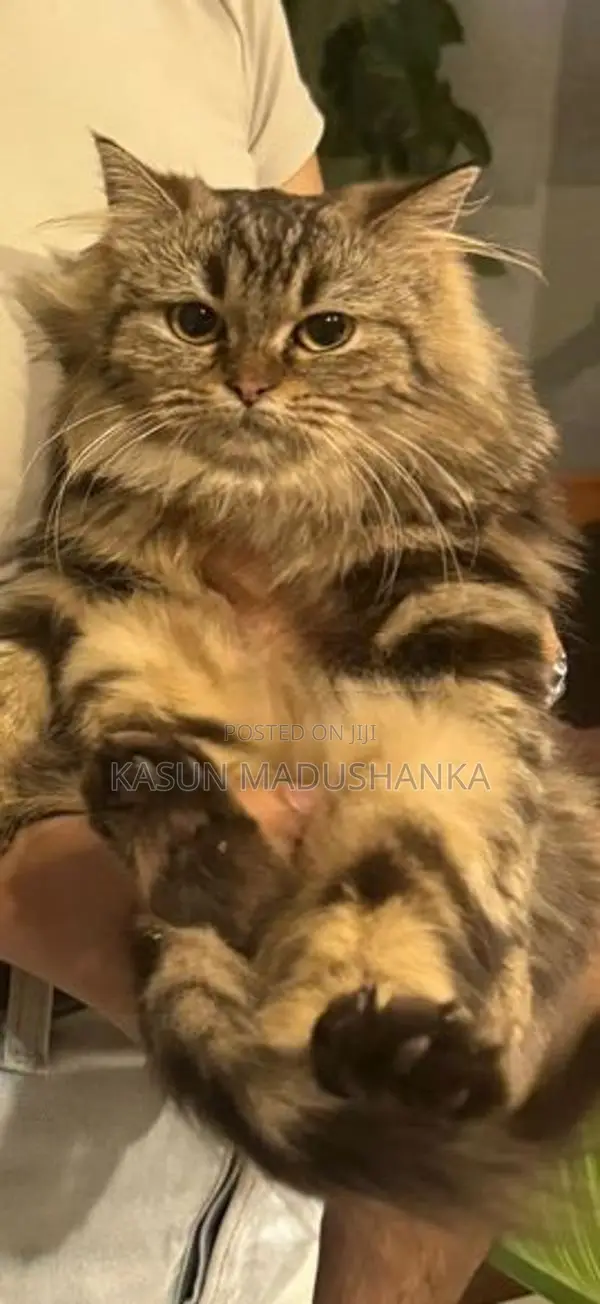 Persian Cat