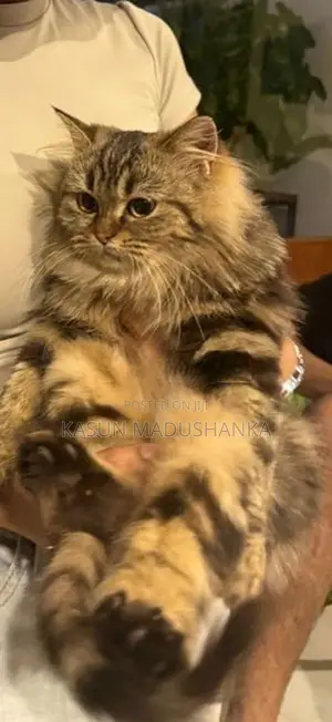 Persian Cat