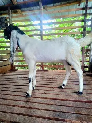 Jamnapari Goats