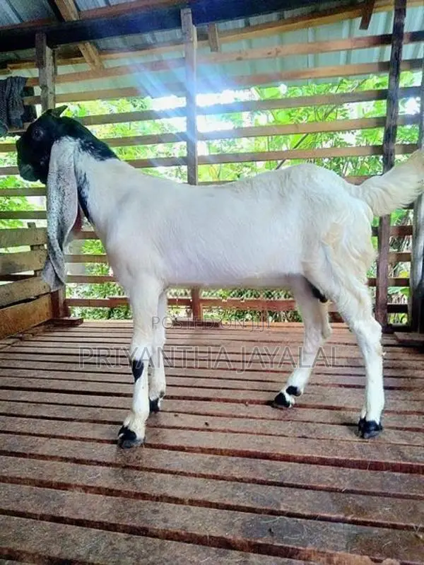 Jamnapari Goats