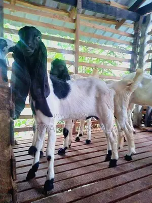 Jamnapari Goats