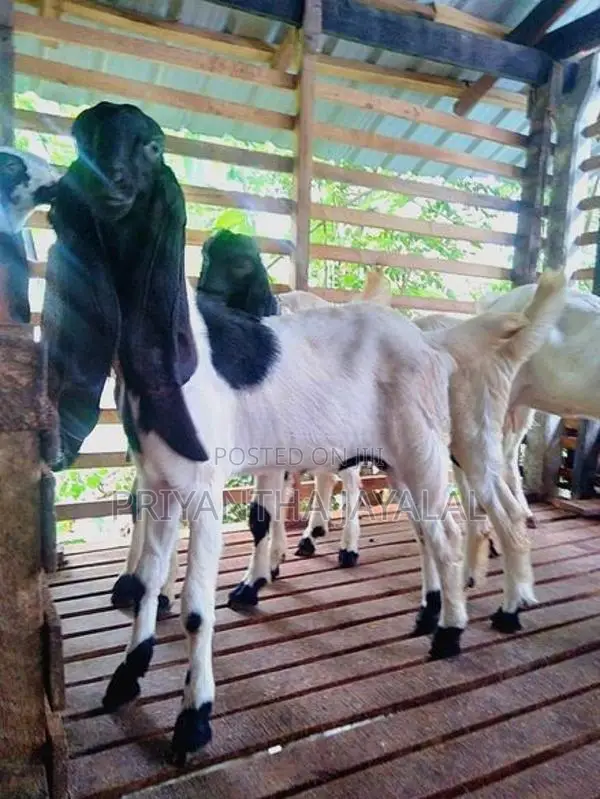 Jamnapari Goats
