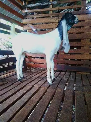 Jamnapari Goats