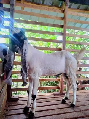 Jamnapari Goats