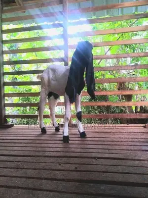 Jamnapari Goats