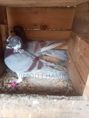 Pigeons