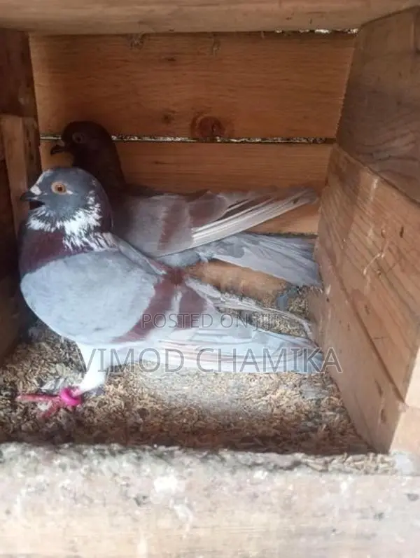 Pigeons