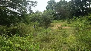 காணி விற்பனைக்கு - Murukandy Kilinochchi