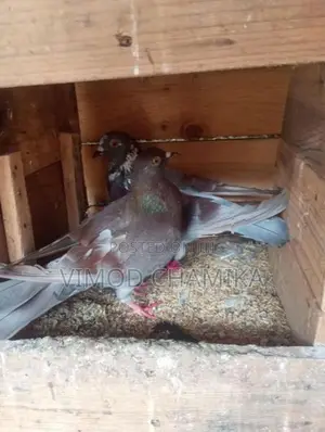 Pigeons