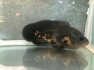 Tiger Oscar Fish
