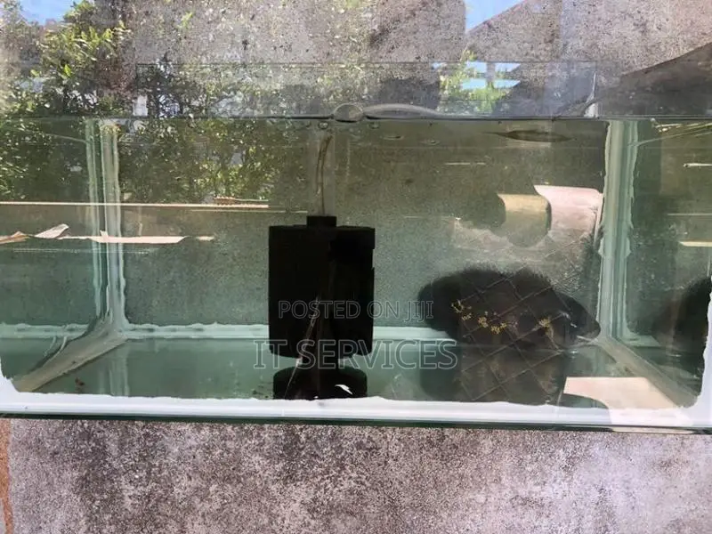 Tiger Oscar Fish