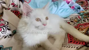 Persian Cat