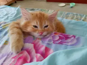 Persian Cat