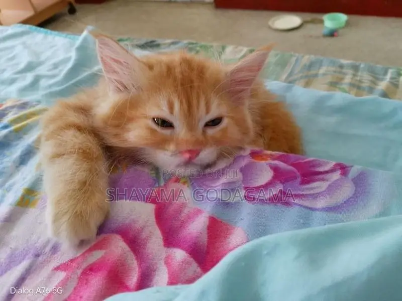Persian Cat