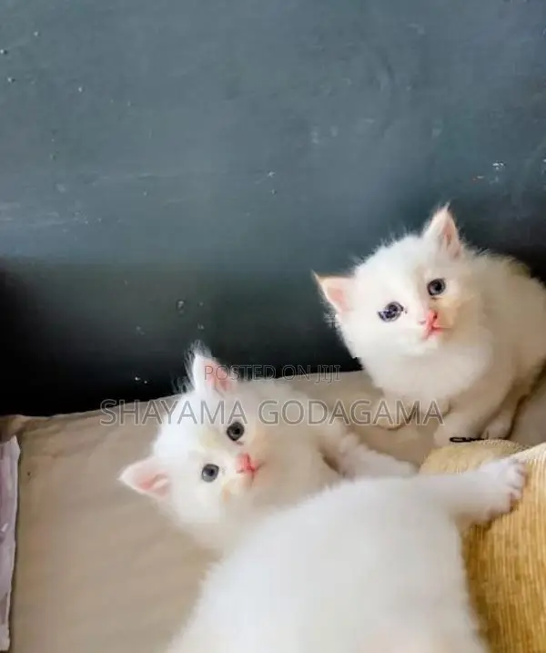 Persian Cat