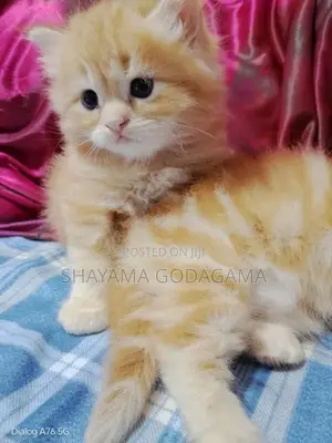 Persian Cat
