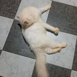 Persian Cats