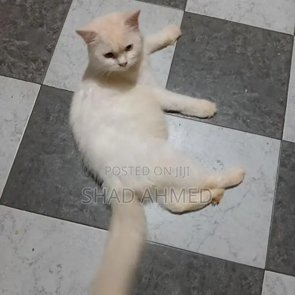 Persian Cats