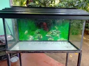 Fish Tank