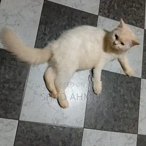 Persian Cats