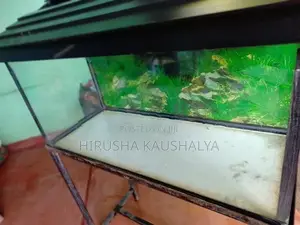 Fish Tank
