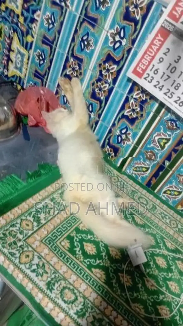 Persian Cats