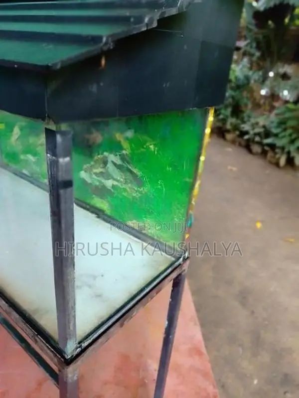 Fish Tank