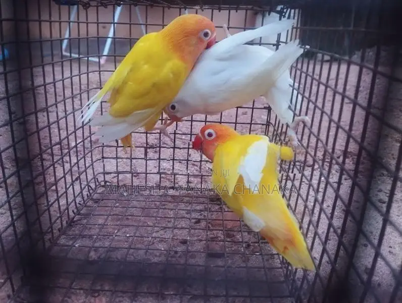 DV Mo Albino Bird