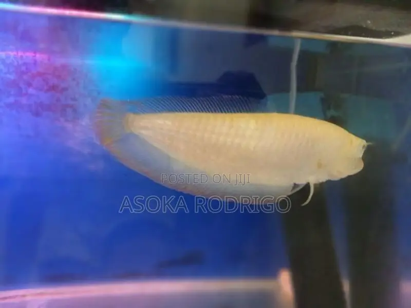 Albino Arowana with Red Tails