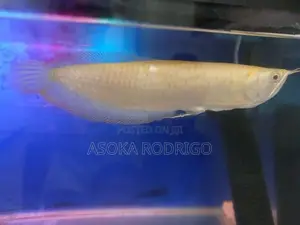 Albino Arowana with Red Tails