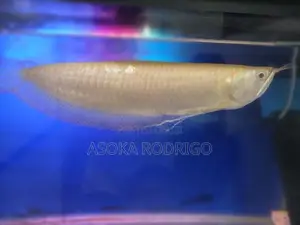 Albino Arowana with Red Tails