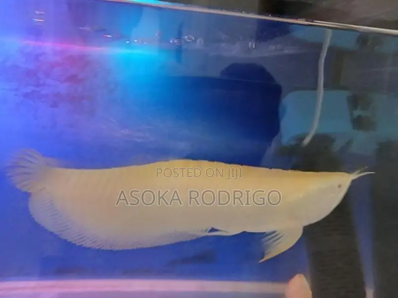 Albino Arowana with Red Tails