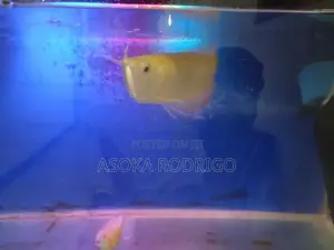 Albino Arowana with Red Tails