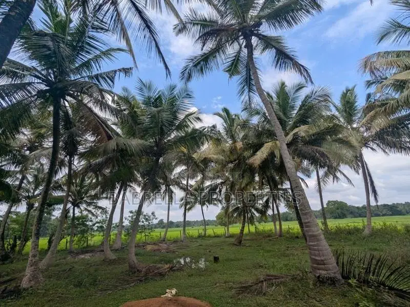 74P Coconut Land for Sale - Wariyapola, Mamunuwa