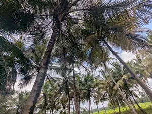 74P Coconut Land for Sale - Wariyapola, Mamunuwa