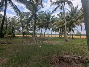 74P Coconut Land for Sale - Wariyapola, Mamunuwa