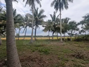 74P Coconut Land for Sale - Wariyapola, Mamunuwa
