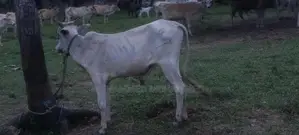 Cow