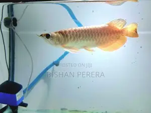 24K Cross Back Golden Arowana