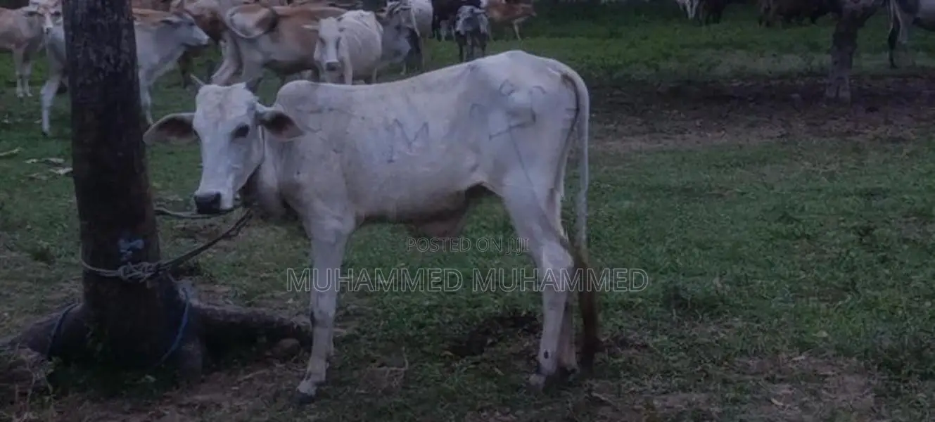 Cow