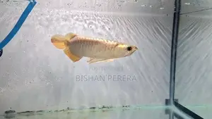 24K Cross Back Golden Arowana